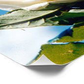 White Rose Beauty Foto Afdruk (Hoek)