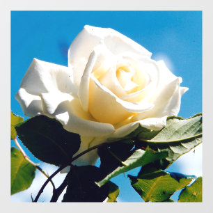 White Rose Beauty Raamsticker