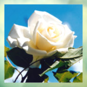 White Rose Beauty Raamsticker (Vel 3)