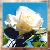 White Rose Beauty Raamsticker (Vel 2)