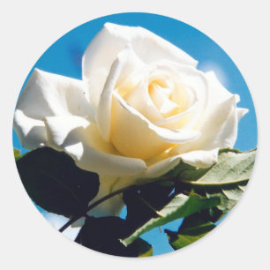 White Rose Beauty Ronde Sticker