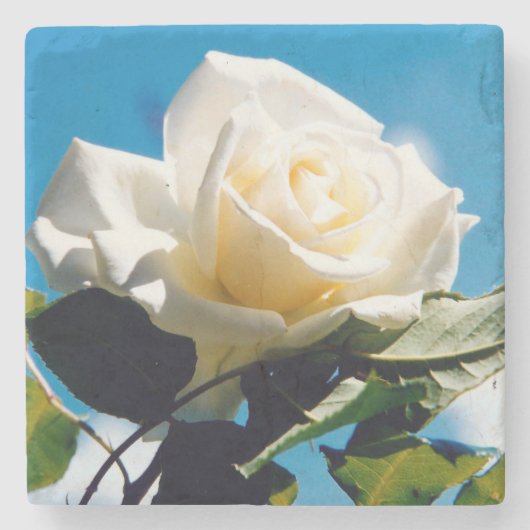 White Rose Beauty Stenen Onderzetter (Voorkant)