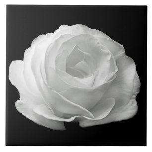 White Rose Black Background Ceramic Tile Tegeltje