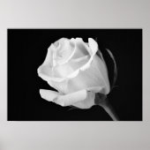 White Rose Black en White Photographic Art Print (Voorkant)
