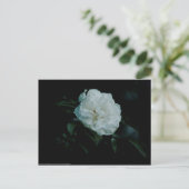 White Rose Briefkaart (Staand voorkant)