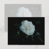 White Rose Briefkaart (Voorkant / Achterkant)