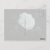 White Rose Briefkaart (Achterkant)