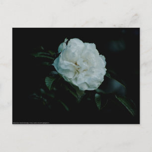 White Rose Briefkaart