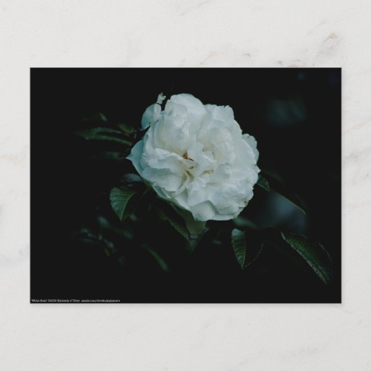 White Rose Briefkaart (Voorkant)