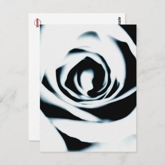 White Rose Briefkaart (Voorkant / Achterkant)