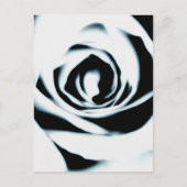 White Rose Briefkaart (Voorkant)