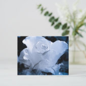 White Rose Briefkaart (Staand voorkant)