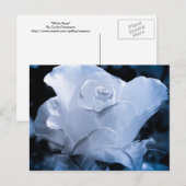 White Rose Briefkaart (Voorkant / Achterkant)