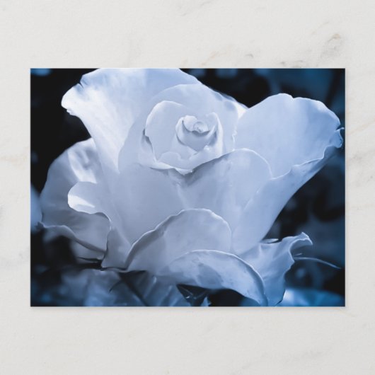 White Rose Briefkaart (Voorkant)
