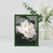 White Rose Briefkaart (Staand voorkant)