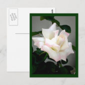 White Rose Briefkaart (Voorkant / Achterkant)