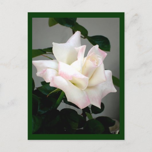 White Rose Briefkaart (Voorkant)