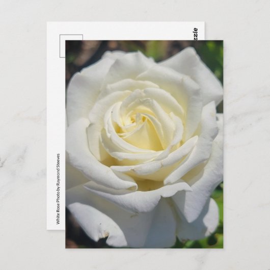 White Rose Briefkaart (Voorkant / Achterkant)