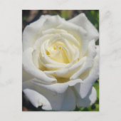White Rose Briefkaart (Voorkant)