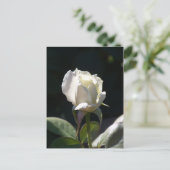 White Rose Briefkaart (Staand voorkant)