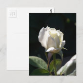 White Rose Briefkaart (Voorkant / Achterkant)