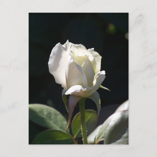 White Rose Briefkaart (Voorkant)