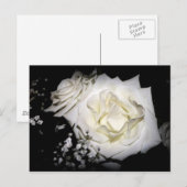 White Rose Briefkaart (Voorkant / Achterkant)