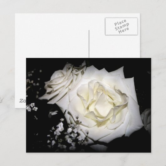 White Rose Briefkaart (Voorkant / Achterkant)