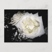 White Rose Briefkaart (Voorkant)