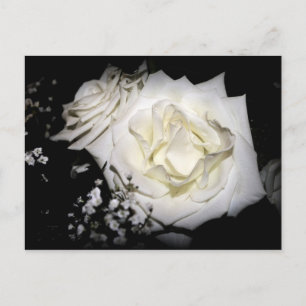 White Rose Briefkaart