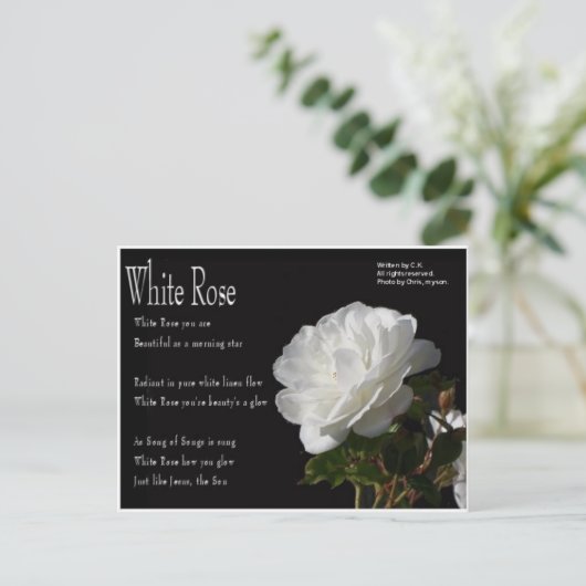 White Rose Briefkaart (Staand voorkant)