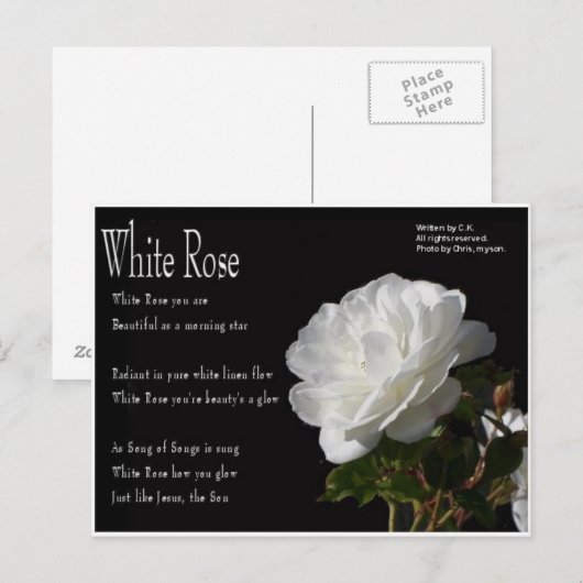 White Rose Briefkaart (Voorkant / Achterkant)