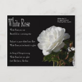White Rose Briefkaart (Voorkant)