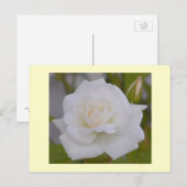 White Rose Briefkaart (Voorkant / Achterkant)