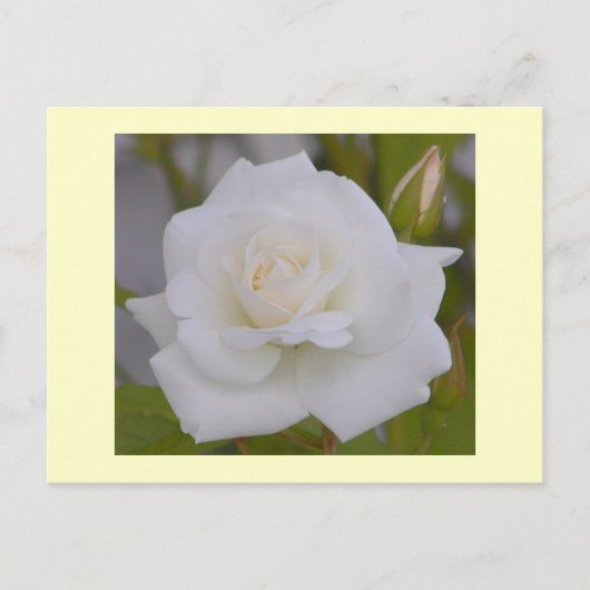 White Rose Briefkaart (Voorkant)