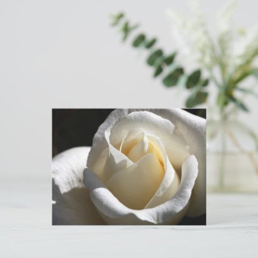 White Rose Briefkaart (Staand voorkant)