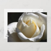 White Rose Briefkaart (Voorkant / Achterkant)