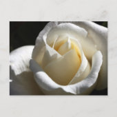 White Rose Briefkaart (Voorkant)