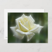 White Rose Briefkaart (Voorkant / Achterkant)