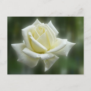 White Rose Briefkaart