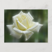 White Rose Briefkaart (Voorkant)