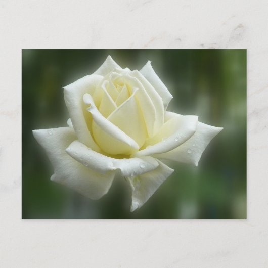 White Rose Briefkaart (Voorkant)