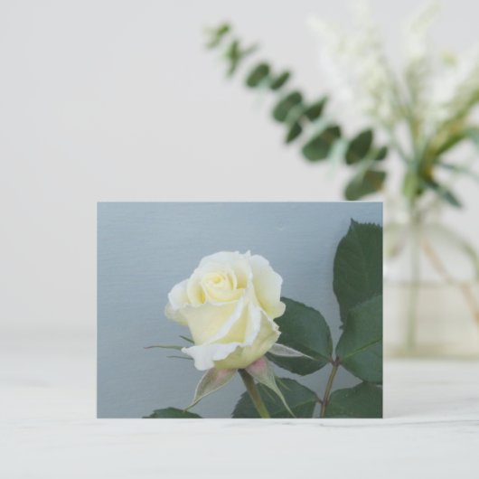 White Rose Briefkaart (Staand voorkant)