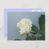 White Rose Briefkaart (Voorkant / Achterkant)