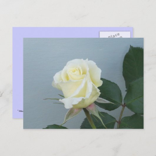 White Rose Briefkaart (Voorkant / Achterkant)