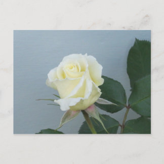 White Rose Briefkaart