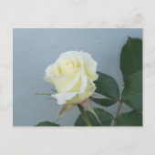 White Rose Briefkaart (Voorkant)