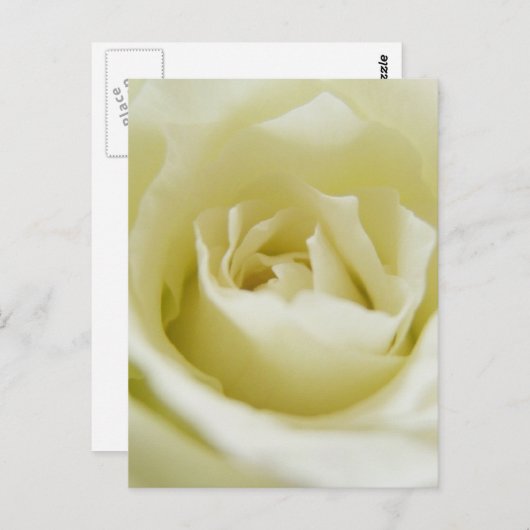 White Rose Briefkaart (Voorkant / Achterkant)