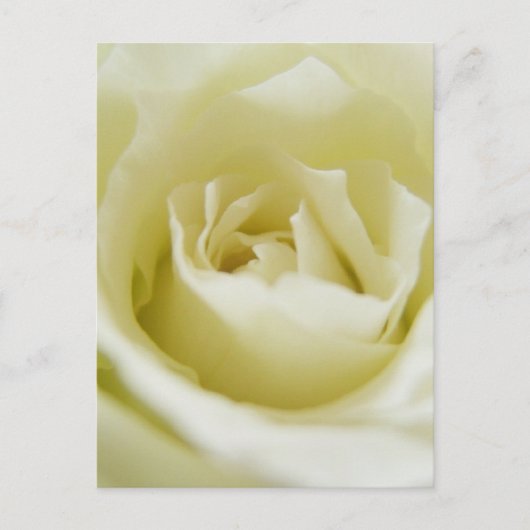 White Rose Briefkaart (Voorkant)