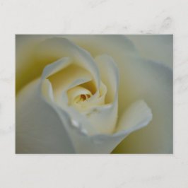 White Rose Briefkaart